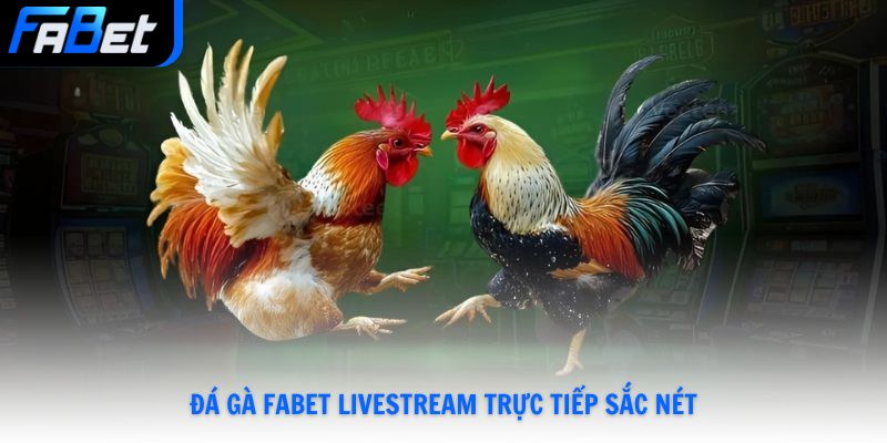 Đá gà Fabet livestream trực tiếp sắc nét